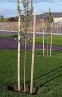 Tutores 50 x 1500 mm