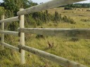 Cattle Fence ½ 100 x 3660 mm - Cattle Fence ½ 100 x 3660 mm