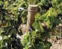 Vineyard post 40-60 x 1500 mm