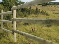 Cattle Fence ½ 80 x 3000 mm