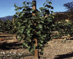 Vineyard post 60-80x2000 mm